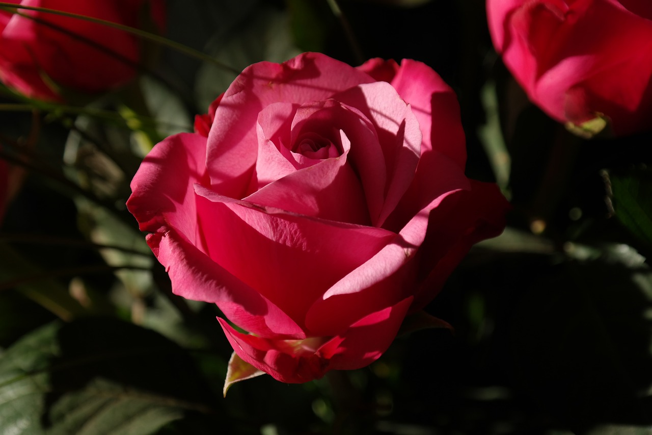 Tending to a Rose Garden: Secrets of Success